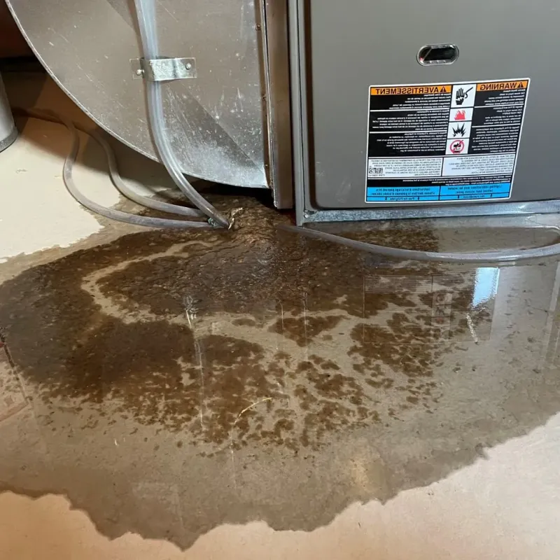 Pipe Burst and Leak Restoration in Zephyrhills North, FL