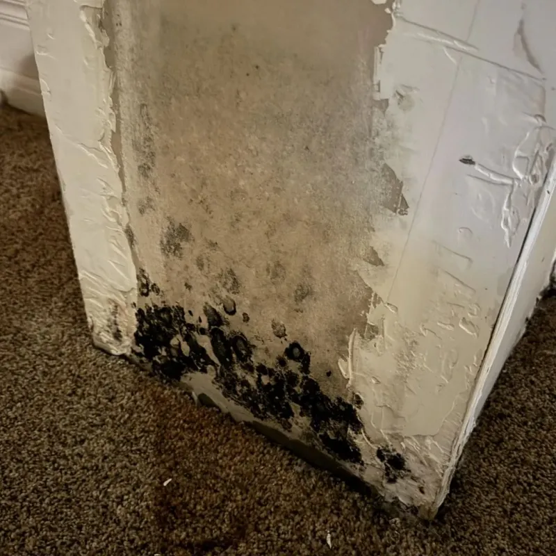 Professional Mold Removal in Zephyrhills North, FL